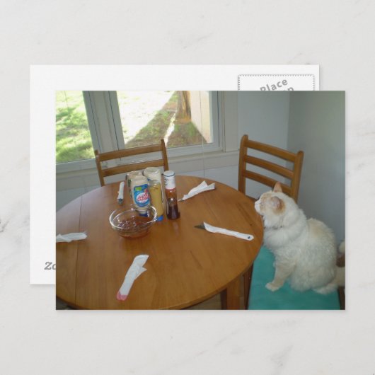 Carte Postale Chat affamé (Devant / Derrière)