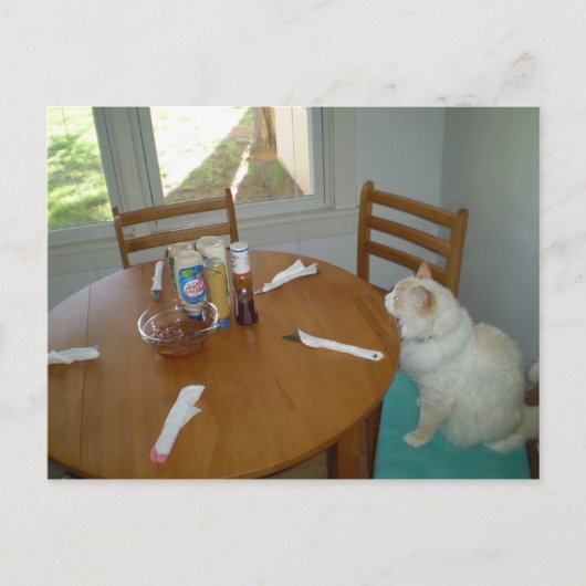 Carte Postale Chat affamé (Devant)