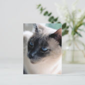 Carte postale Chat Aloof Siamese (Debout devant)