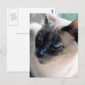 Carte postale Chat Aloof Siamese (Devant / Derrière)
