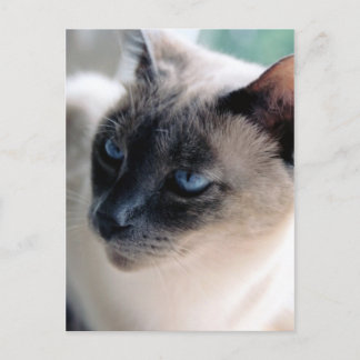 Carte postale Chat Aloof Siamese