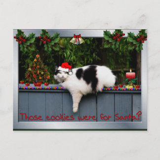 Carte Postale Chat amateur de biscuits