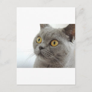 Carte Postale Chat Animal De Compagnie Grincheux Froncement De S