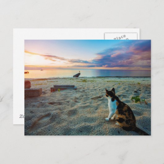 Carte Postale Chat Assis Sur Une Plage (Devant / Derrière)