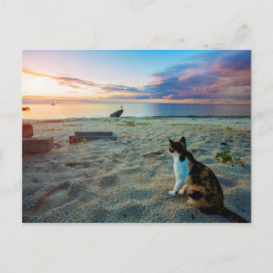 Carte Postale Chat Assis Sur Une Plage