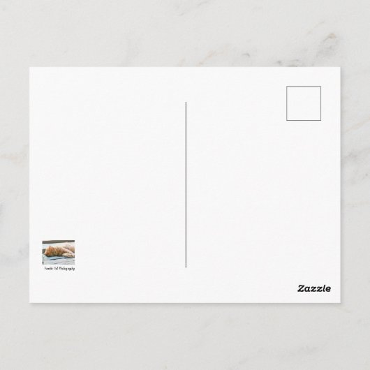 Carte Postale Chat au gingembre Longhé (Dos)