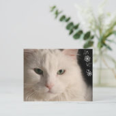 Carte postale Chat aux cheveux longs blanc (Debout devant)
