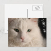 Carte postale Chat aux cheveux longs blanc (Devant / Derrière)