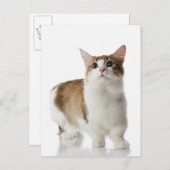 Carte Postale Chat aux pieds courts (Devant / Derrière)