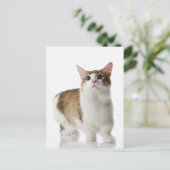 Carte Postale Chat aux pieds courts (Debout devant)