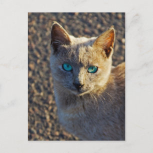 Carte Postale Chat aux yeux bleus