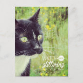 Carte Postale Chat aux Yeux Brillants (Devant)