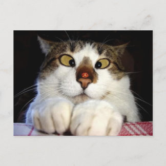 Carte Postale Chat aux yeux croisés et coccinelle