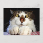 Carte Postale Chat aux yeux croisés et coccinelle (Devant)