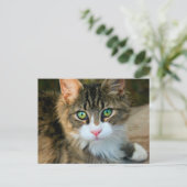 Carte Postale Chat aux yeux verts (Debout devant)
