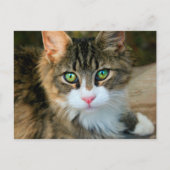 Carte Postale Chat aux yeux verts (Devant)