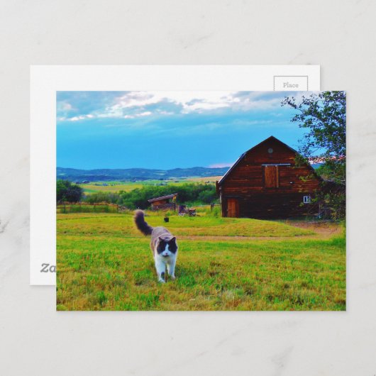 Carte Postale Chat avec Barnes (Devant / Derrière)