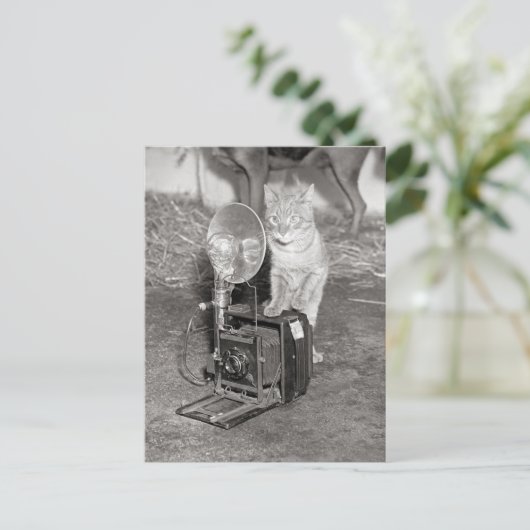 Carte Postale Chat avec caméra, 1936 (Debout devant)