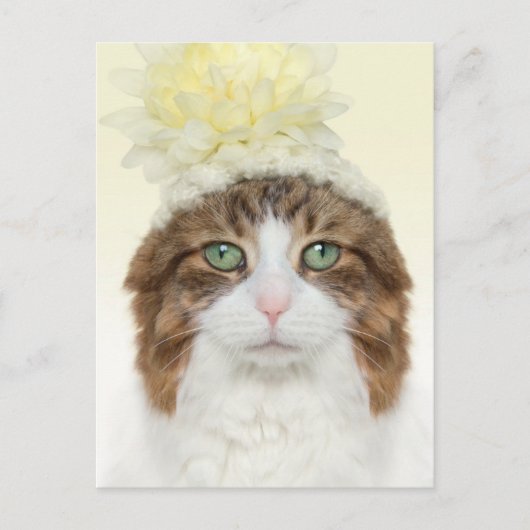 Carte Postale Chat Avec Casquette Fleur (Devant)