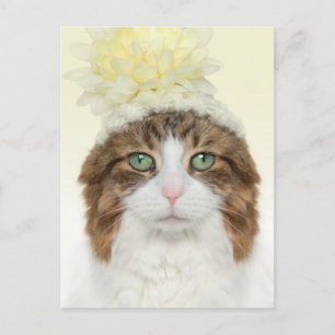 Carte Postale Chat Avec Casquette Fleur