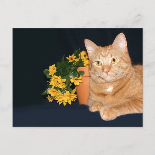 Carte Postale Chat avec fleurs (Devant)