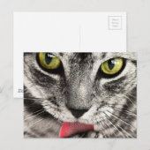 Carte Postale Chat avec la langue sortie Lèche  (Devant / Derrière)
