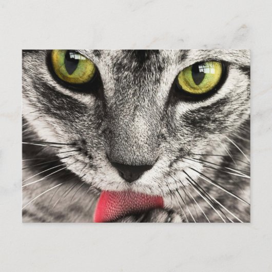 Carte Postale Chat avec la langue sortie Lèche  (Devant)