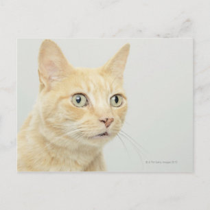 Carte Postale Chat avec les yeux ouverts large, gros plan