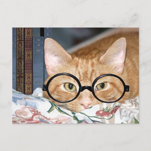 Carte Postale Chat avec lunettes et livres (Devant)