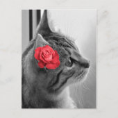 Carte Postale Chat avec Rose (Devant)