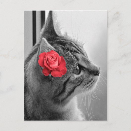 Carte Postale Chat avec Rose (Devant)