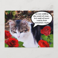 CHAT AVEC ROSES ROUGES