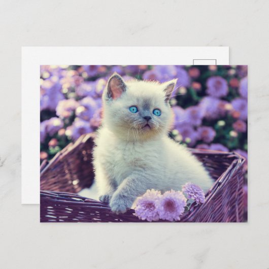 Carte Postale Chat Bébé Bleu Oiseau Chat Dans Panier Fleurs Lila (Devant / Derrière)