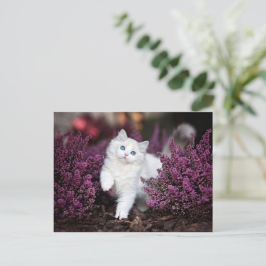 Carte Postale Chat blanc (Debout devant)