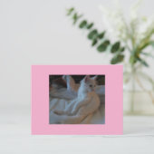 Carte postale Chat blanc (Debout devant)