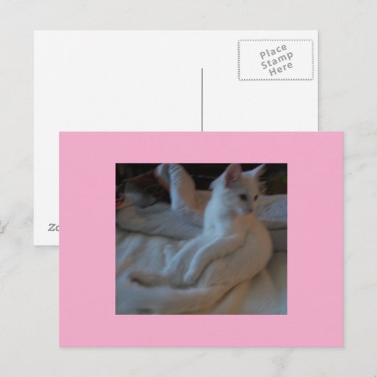 Carte postale Chat blanc (Devant / Derrière)