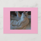 Carte postale Chat blanc (Devant)