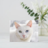Carte Postale chat blanc aux yeux étranges (Debout devant)