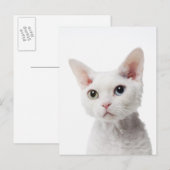 Carte Postale Chat blanc aux yeux impair 2 (Devant / Derrière)
