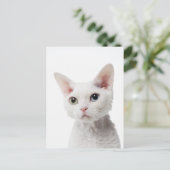 Carte Postale Chat blanc aux yeux impair 2 (Debout devant)