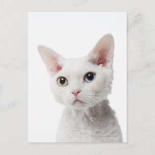 Carte Postale Chat blanc aux yeux impair 2
