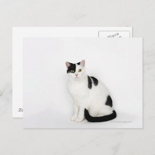 Carte Postale Chat blanc avec taches noires (Devant / Derrière)