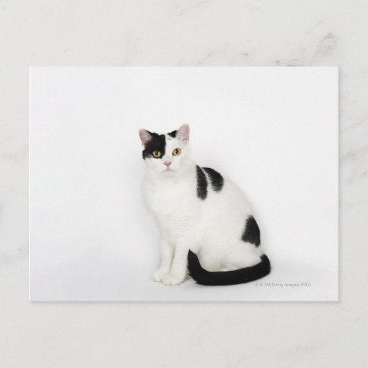 Carte Postale Chat blanc avec taches noires (Devant)