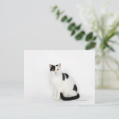 Carte Postale Chat blanc avec taches noires (Debout devant)