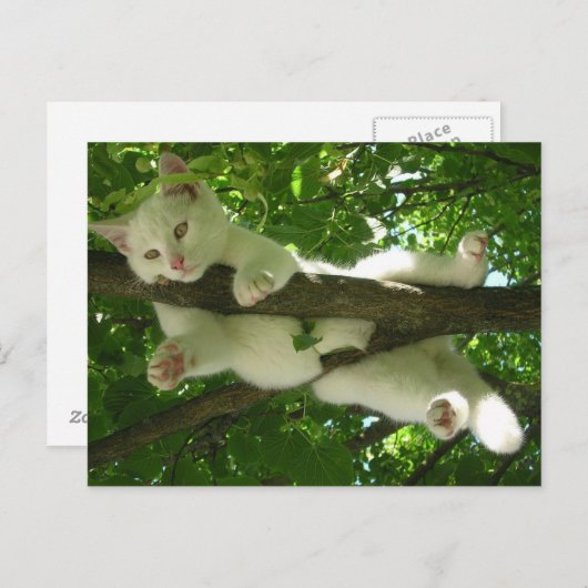 Carte Postale Chat blanc dans l'arbre (Devant / Derrière)