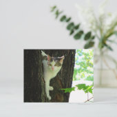 Carte Postale Chat blanc dans l'arbre (Debout devant)