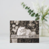 Carte Postale Chat blanc dans le Jardin des Fleurs (Debout devant)