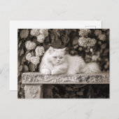 Carte Postale Chat blanc dans le Jardin des Fleurs (Devant / Derrière)