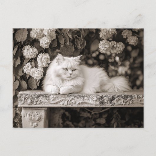 Carte Postale Chat blanc dans le Jardin des Fleurs (Devant)
