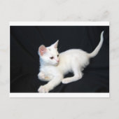 Carte Postale Chat blanc Jouer (Devant)